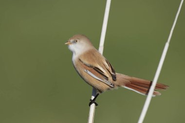 Doğal habitatları Danimarka Juvenil sakallı baştankara