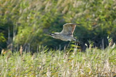 Doğal habitatları Danimarka bayağı balaban
