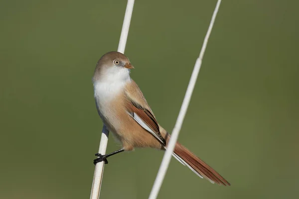 Juvenile Bearded Reedling Its Natural Habitat Denmark — Stock Photo, Image