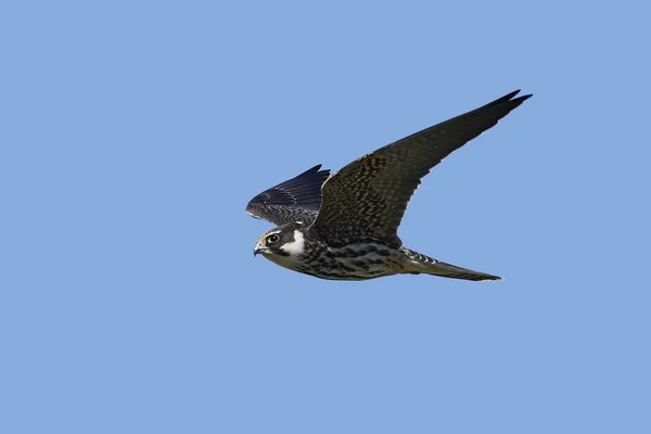 Eurasisches Hobby Flug Mit Blauem Himmel Hintergrund — Stockfoto