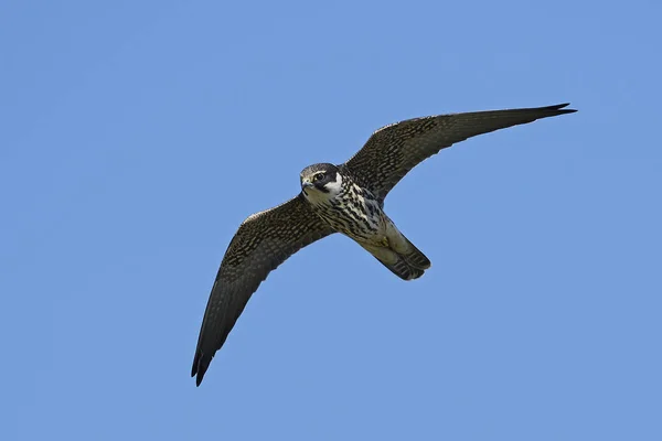 Eurasisches Hobby Flug Mit Blauem Himmel Hintergrund — Stockfoto