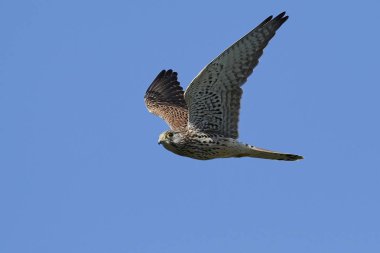 Arka planda mavi gökyüzü olan genel kerkenez