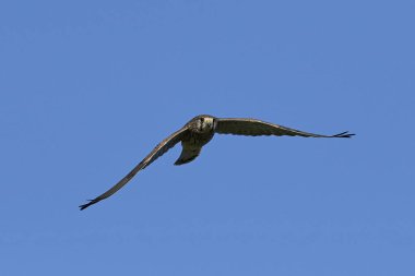 Arka planda mavi gökyüzü olan genel kerkenez