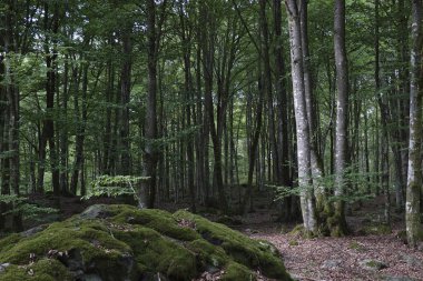Yaz İsveç orman manzaraya