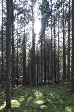 Yaz İsveç orman manzaraya