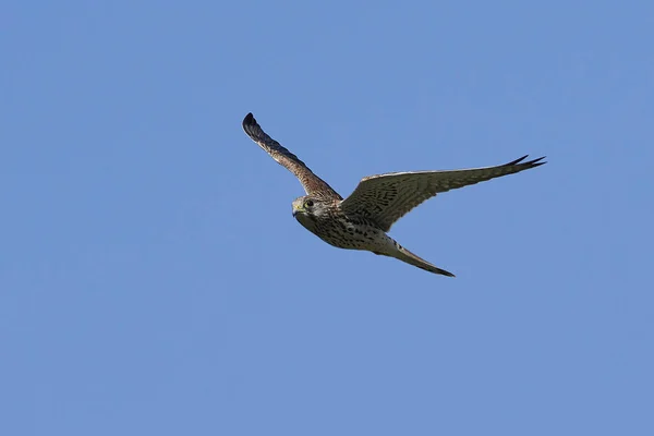 Gewone Torenvalk Vlucht Met Blauwe Luchten Achtergrond — Stockfoto