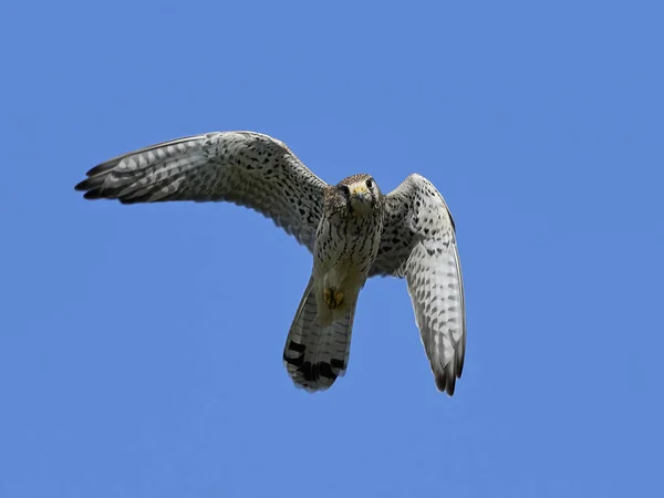 Kestrel Comum Voo Com Céu Azul Segundo Plano — Fotografia de Stock