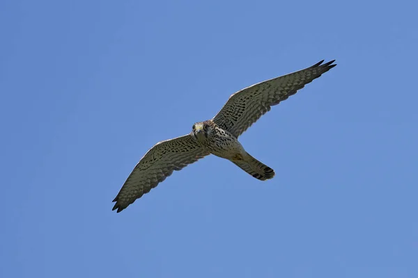 Vanlig Kestrel Flygning Med Blå Himmel Bakgrunden — Stockfoto