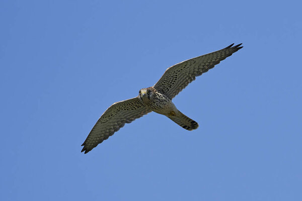 Common kestrel in flight with blue skies in the background