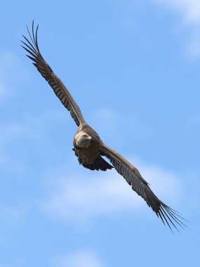 Kızıl akbaba (Gyps fulvus) doğal tabiatında dinlenme