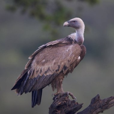 Kızıl akbaba (Gyps fulvus) doğal tabiatında dinlenme