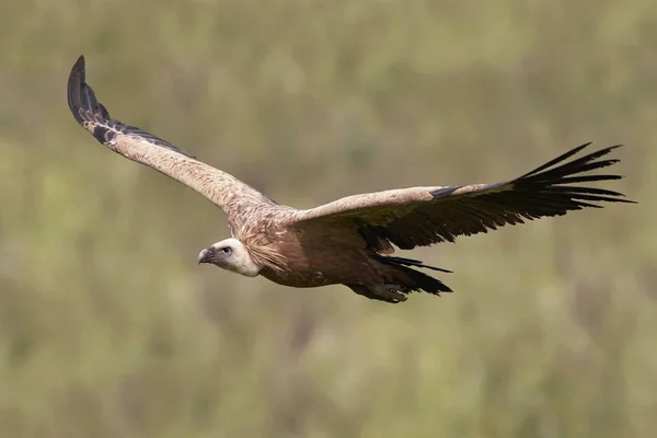 Vale Gier Gyps Fulvus Rusten Zijn Natuurlijke Habitat — Stockfoto