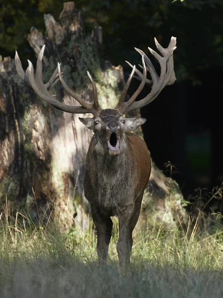 Edelhert Zijn Natuurlijke Habitat Denemarken — Stockfoto