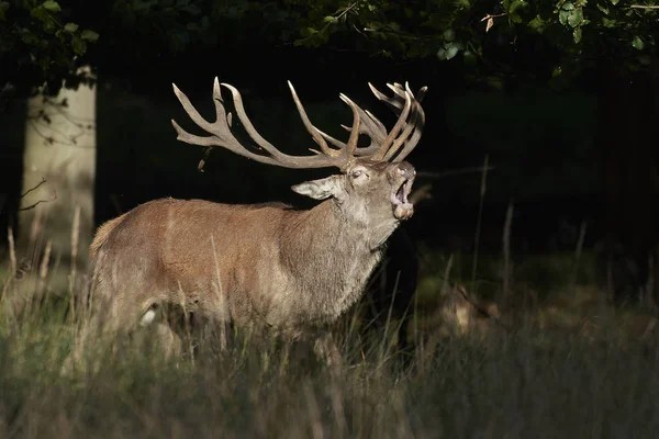 Red Deer Its Natural Habitat Denmark — Stock Photo, Image