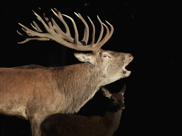 Red Deer Jego Naturalnym Środowisku Danii — Zdjęcie stockowe