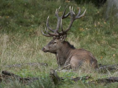 Kızıl geyik (Cervus elaphus) Danimarka 'daki doğal habitatında