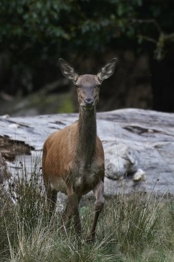 Doğal habitatları Danimarka kızıl geyik