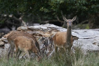 Doğal habitatları Danimarka kızıl geyik