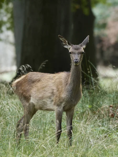 Red Deer Cervus Elaphus Its Natural Habitat Denmark — Stock Photo, Image