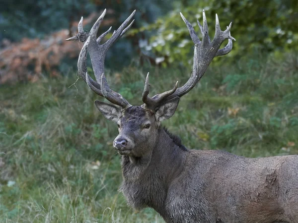 Jelen Červený Cervus Elaphus Svém Přírodním Stanovišti Dánsku — Stock fotografie