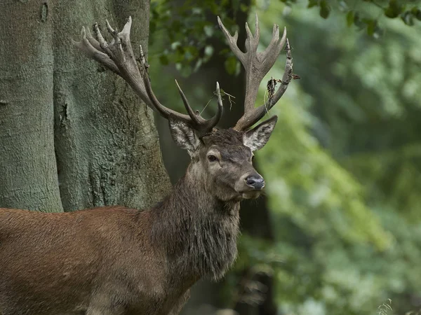 Красный Олень Cervus Elaphus Естественной Среде Обитания Дании — стоковое фото