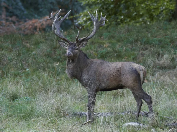 Rode Hert Cervus Elaphus Zijn Natuurlijke Habitat Denemarken — Stockfoto