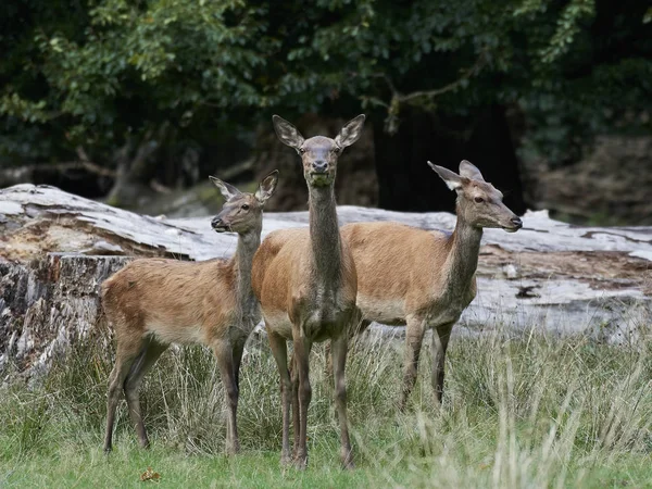 Cervo Rosso Nel Suo Habitat Naturale Danimarca — Foto Stock
