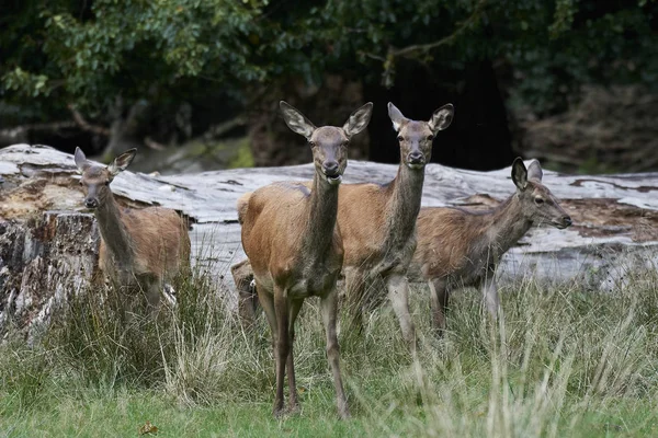 Cervo Rosso Nel Suo Habitat Naturale Danimarca — Foto Stock