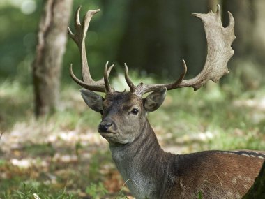 Doğal habitatları Danimarka alageyik