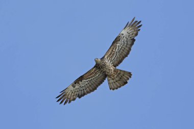 Avrupa bal şahini uçuyor. Arka planda mavi gökyüzü var.