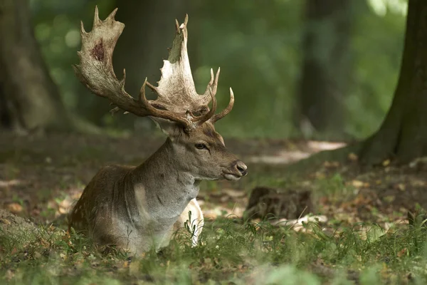 Fallow Deer Its Natural Habitat Denmark — Stock Photo, Image