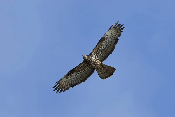 Ευρωπαϊκή Buzzard Μέλι Κατά Την Πτήση Μπλε Ουρανό Στο Παρασκήνιο — Φωτογραφία Αρχείου