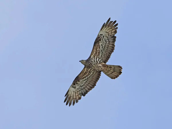 Europese Honingbuizerd Vlucht Met Blauwe Luchten Achtergrond — Stockfoto