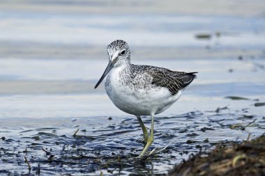 Ortak greenshank ortak greenshank (Tringa nebularia) Binturongun doğal yaşam ortamı içinde