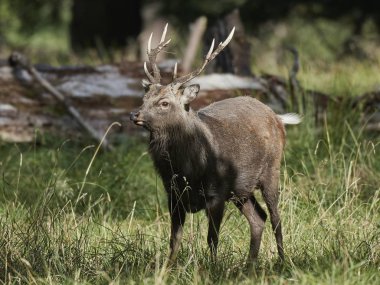 Doğal habitatları Danimarka Sika geyiği (Cervus nippon)