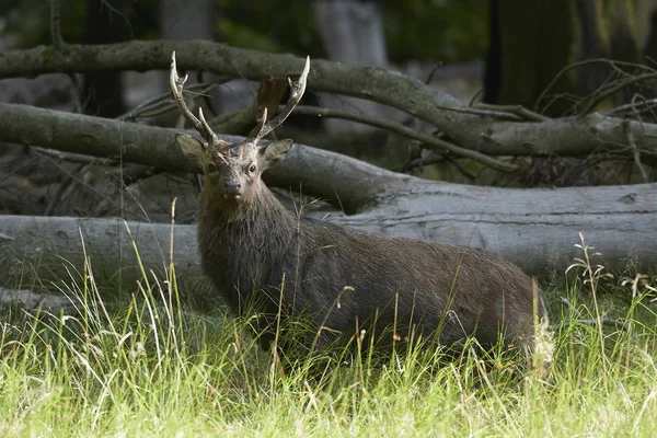 Sika Herten Zijn Natuurlijke Habitat Denemarken — Stockfoto