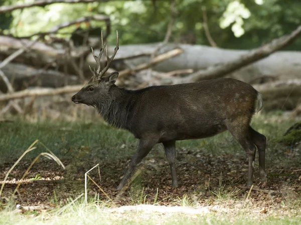 Sika Herten Zijn Natuurlijke Habitat Denemarken — Stockfoto