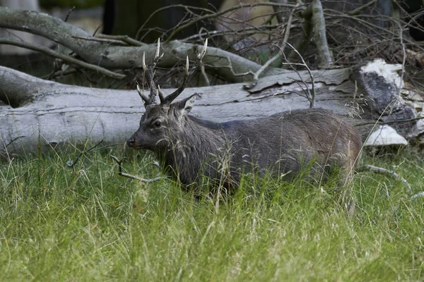 Sika Herten Zijn Natuurlijke Habitat Denemarken — Stockfoto