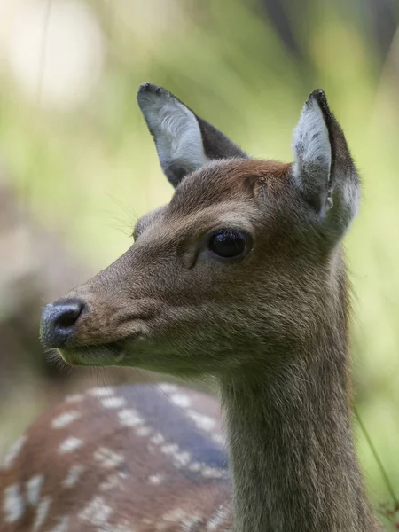 Ciervo Sika Cervus Nippon Hábitat Natural Dinamarca — Foto de Stock