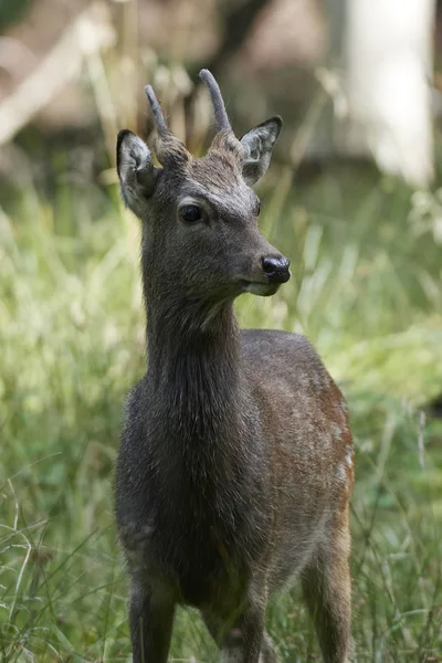 Doğal Habitatları Danimarka Sika Geyiği Cervus Nippon — Stok fotoğraf