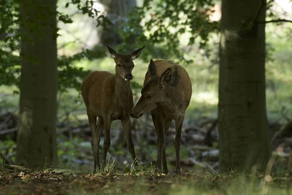 Cervo Rosso Nel Suo Habitat Naturale Danimarca — Foto Stock