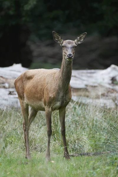 Red Deer Its Natural Habitat Denmark — Stock Photo, Image