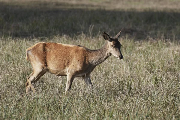 Red Deer Jego Naturalnym Środowisku Danii — Zdjęcie stockowe