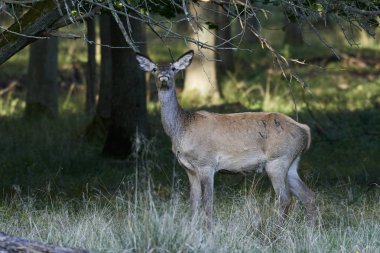 Doğal habitatları Danimarka kızıl geyik