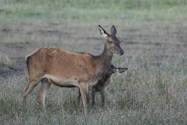 红色鹿在它的自然栖所在丹麦 — 图库照片