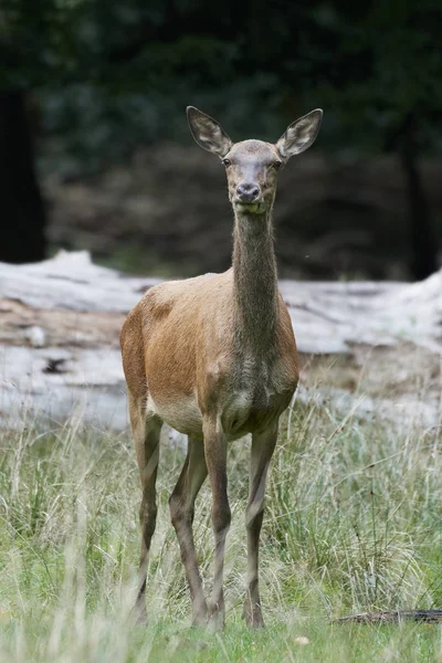 Red Deer Jego Naturalnym Środowisku Danii — Zdjęcie stockowe