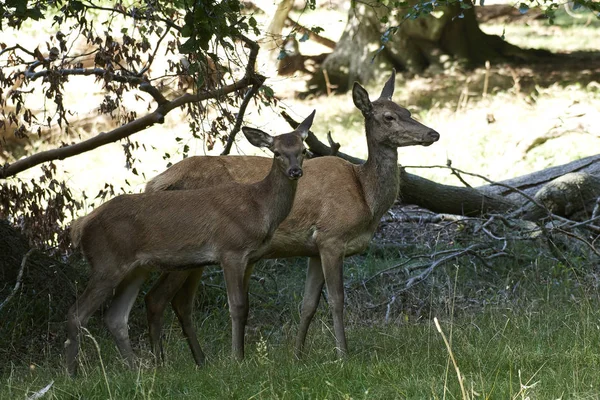 Cervo Rosso Nel Suo Habitat Naturale Danimarca — Foto Stock