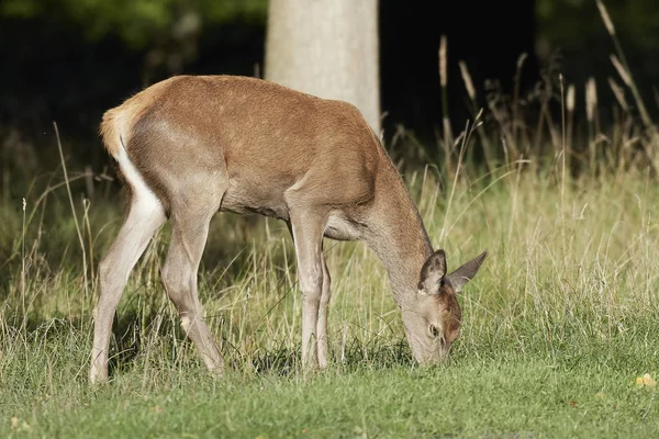 Rothirsch Seinem Natürlichen Lebensraum Dänemark — Stockfoto