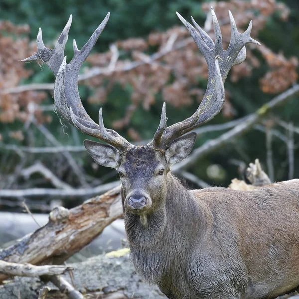 Red Deer Its Natural Habitat Denmark — Stock Photo, Image