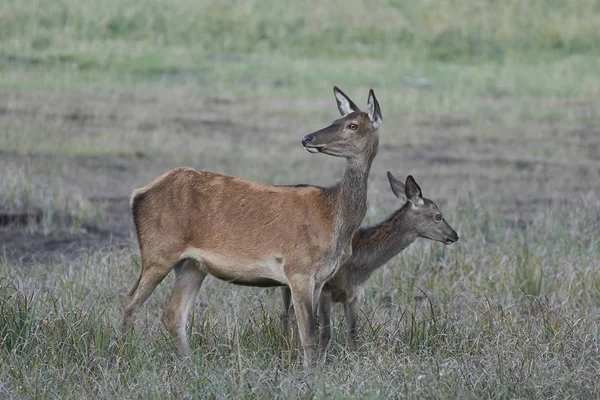 红色鹿在它的自然栖所在丹麦 — 图库照片